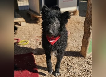 Schäferhund-Mix Leo sucht seine Familie ❤️