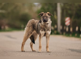 Menschenbezogene Santa sucht ihre Familie