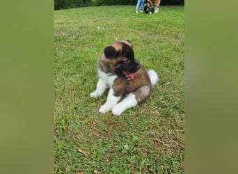 Amerikanische Akita