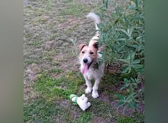 Lazar Jack-Russel-Mix Rüde ca. 5 Jahre alt in Ungarn