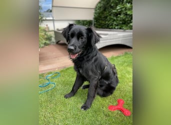 Herzenshund Golden Retriever Mix Jamie sucht sein Körbchen