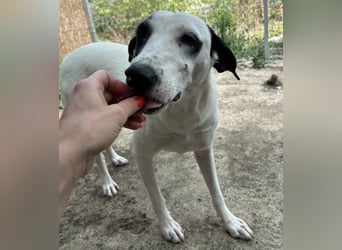 GEORGIA, Hündin, knapp 2 Jahre, 52cm, Mischling, Tierschutz