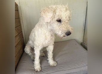 ❤️ zarte Hundeseele LUNA - 3,5 Jahre, 45cm - Puli-Mix