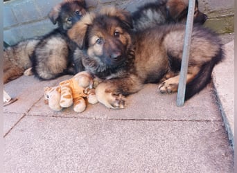 Typvolle Altdeutsche Schäferhund Welpen