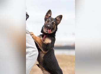 Fröhliche Ajka sucht warmes Körbchen