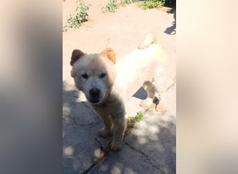 Chow-Chow Mädchen *Natascha* sucht das richtige Zuhause