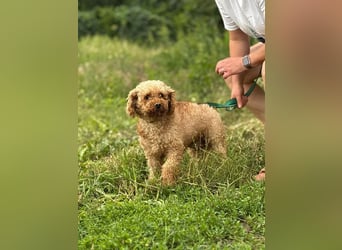 MILA - welche liebe und geduldige Familie zeigt mir, wie schön ein Hundeleben sein kann?
