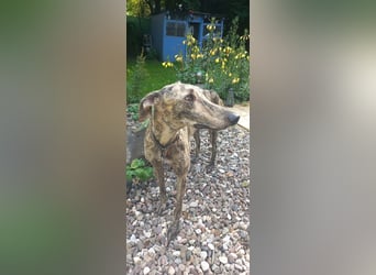 Toni sucht seine Herzensmenschen
