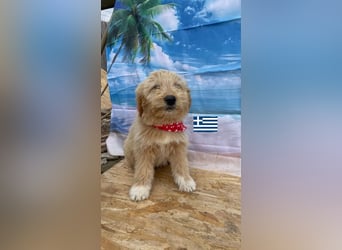 Talia, geb.01/25 - anhängliches Hundemädchen sucht ihre Familie