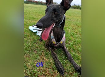 Oli 11/2023 (ESP Pflegestelle) - aufgeschlossener, lieber Handicap-Galgo sucht Zuhause!