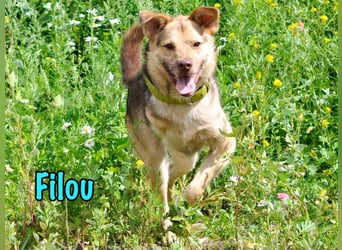 Filou geb. 04/2022 - lebensfroher, unglaublich netter Hund sucht Menschen mit Herz!