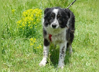 Flash sucht ein liebevolles Zuhause