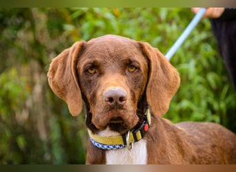 Emilio  - Pointer-Mix, lieb und verträglich