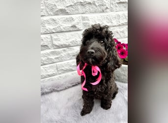 Wunderschöne Cockapoo/Cockerpoo Welpen