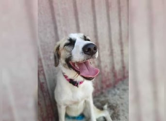 Schmusemaus Gül wäre so gerne Familienhund