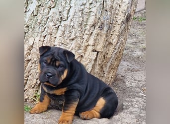 Bullpeiwelpen, Mischling aus englischer Bulldogge und Sharpei/Shar-Pei