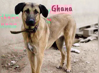 Ghana 10/2023 (ESP) - liebevolle, menschenbezogene und friedvolle wunderschöne Hündin!