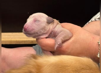 Golden Retriever Welpen