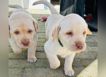 Wurfankündigung Labrador Retriever Welpen Dezember 2024