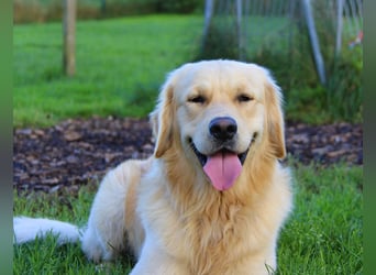 Golden Retriever Deckrüde mit FCI-Ahnentafel
