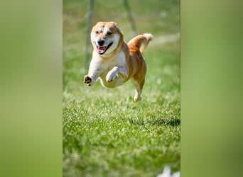 Canaan Dog-Welpe (Kanaan-Hund)