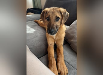 Herzensbrecher Bernie sucht sein Happy End (82515 Wolfratshausen)