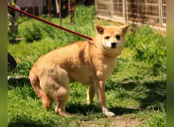 Arabesque PP – Zarte Shiba Inu-Dame sucht ruhiges und einfühlsames Zuhause