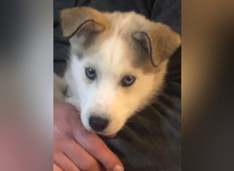 Akita-Husky Welpen