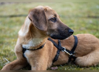 Herzensbrecher Bernie sucht sein Happy End (82515 Wolfratshausen)