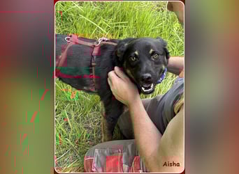 ❤️ Aisha: freundliche Junghündin sucht aktive Familie