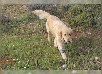 Tolle, liebevolle, aktive Traumhündin Nika, Golden Retriever