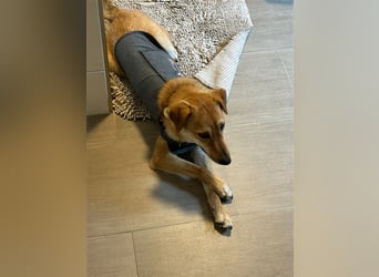 Lexie - Unser liebevolles Energiebündel und Kuschelmonster
