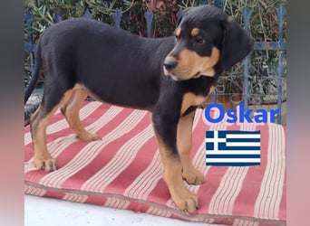 Oskar, 01/25 - Schlappohr sucht Wirkungskreis