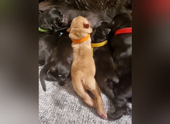 Edle Labrador Welpen (Schwarz/Foxred/Creme) mit Ahnentafel, Nachkommen von Champions