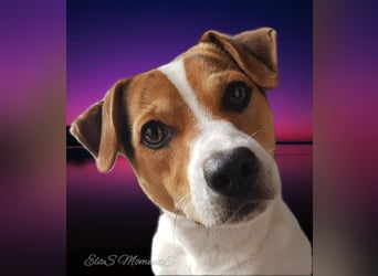 Dansk Svensk Gardhund,  Farmdog, Danky
