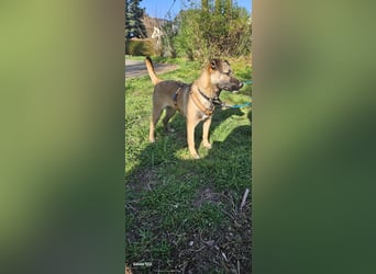 Welpendame BEAUTY, in 71665 Vaihingen auf Pflegestelle, sucht eine Familie!