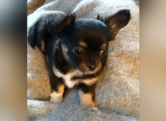 Fröhliche Chihuahua-Hùndin