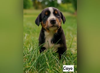 Appenzeller Sennenhund Welpen
