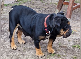 Bullpeiwelpen, Mischling aus englischer Bulldogge und Sharpei/Shar-Pei
