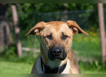 Nero sucht DRINGEND ein ZUHAUSE !
