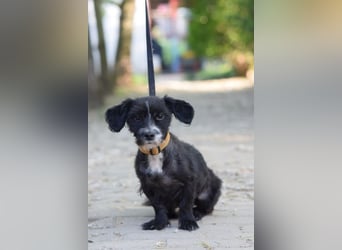 ♥HUGO♥ ab Ende Jun auf PS bei Duisburg - freundlicher und zugänglicher kleiner Jungrüde 29 cm