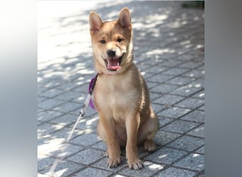 Schöne rote Shiba inu Welpen MEI, MIKA, MASARU mit FCI dokumenten