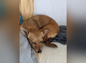 Greta und Helene, zwei süsse noch unerzogenen frechen Mäuse, nur im Doppelpack