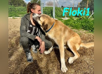 Floki1 10/2023 (ESP) - ausgeglichener, großer Mastín Español sucht Rassefans!