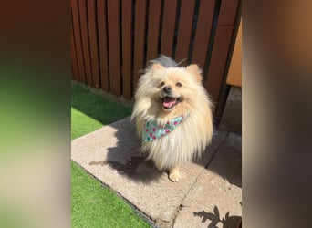 Barney2 SR – kleiner Charmeur sucht beständiges Zuhause