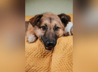 Hundemädchen Chloe sucht Familie