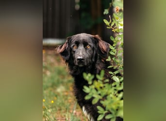 Fröhlicher Willy sucht seine Menschen