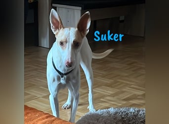 Suker geb. 03/2021 (in Deutschland) - freundlicher und verschmuster Podenco-Mix!