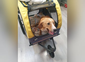 Handicap-Rüde ♥Tango♥ liebenswerter Kerl