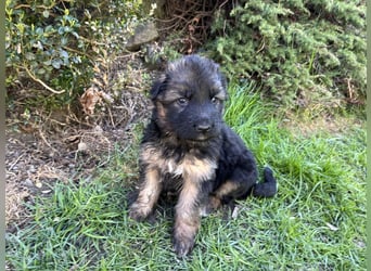 Deutsche Schäferhunde Langstockhaar